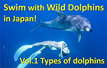 Swim with wild dolphins in Japan! Vol.1
