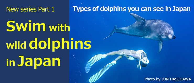 Swim with wild dolphins in Japan!