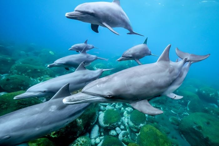 Indo-Pacific bottlenose dolphin (November 15, 2023, Mikura Island) Photo by JUN HASEGAWA