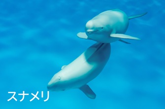Finless dolphin