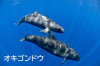 False killer whale