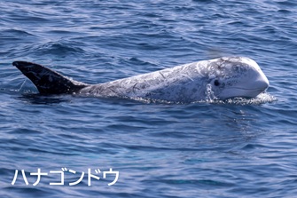 Risso's whale