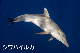 Rough-toed dolphin
