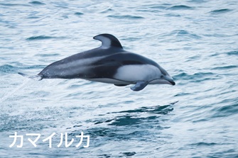 Pacific white-sided dolphin