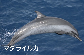 Spotted dolphin