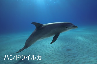 Bottlenose dolphin (Bantou dolphin)