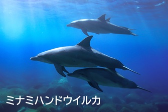 Indo-Pacific bottlenose dolphin