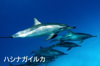 Spinner dolphin