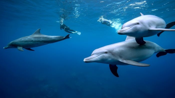 Indo-Pacific bottlenose dolphin (November 4, 2023, Mikura Island) Photo by JUN HASEGAWA