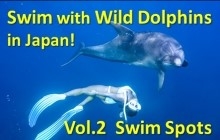 Swim with wild dolphins in Japan! Vol.2