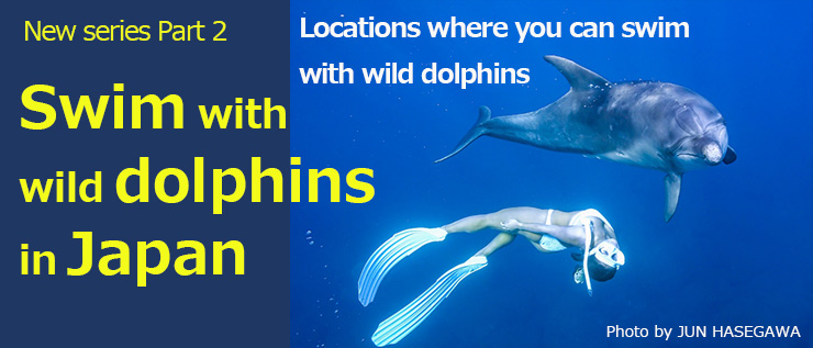 Swim with wild dolphins in Japan!