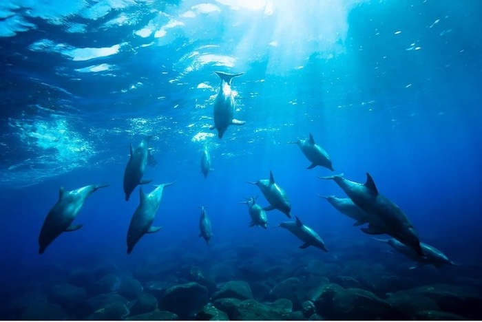 A pod of Indo-Pacific bottlenose dolphins (October 27, 2023, Mikura Island)