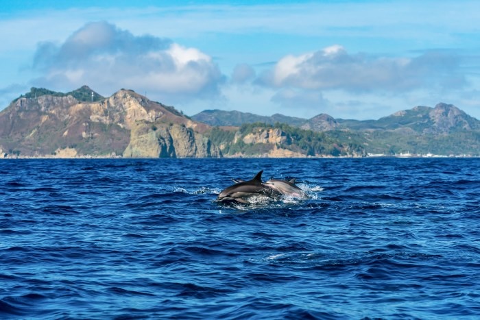 Spinner dolphins off the coast of Chichijima, Ogasawara Islands