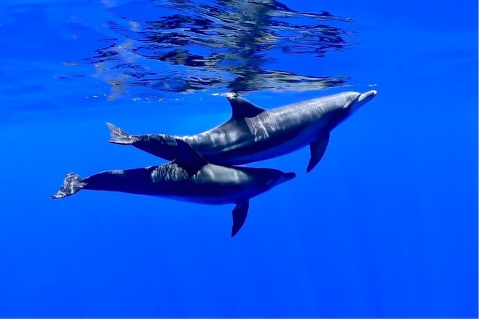 Indo-Pacific bottlenose dolphin (July 6, 2022, off the coast of Minamijima, Ogasawara Islands)