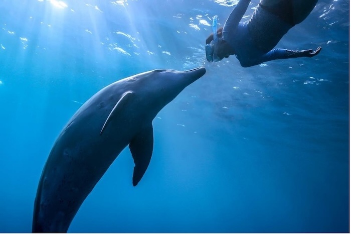 Gazing into the eyes of a dolphin (Mikura Island, September 29, 2023)