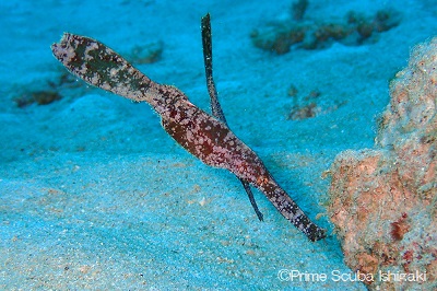  Ghost Pipefish