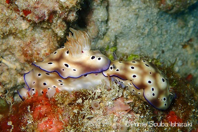 Nudibranch