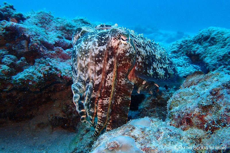 A Broadclub Cuttlefish