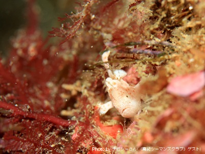 One of the three juvenile Commerson's frogfish that appeared this Winter