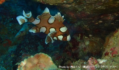 Juvenile Harlequin sweetlips