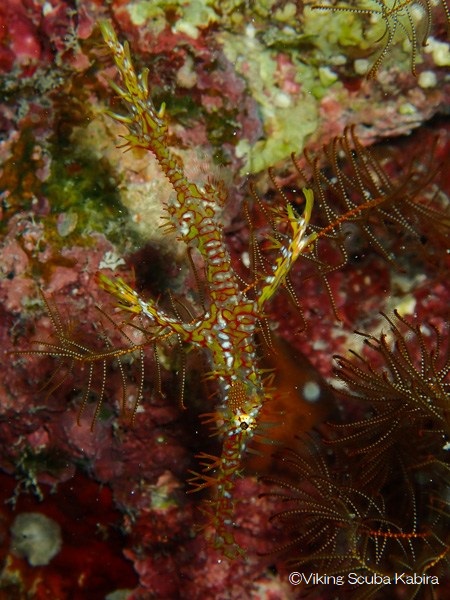 Ornate ghost pipefish 