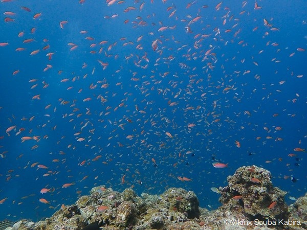 Schools of sea goldies