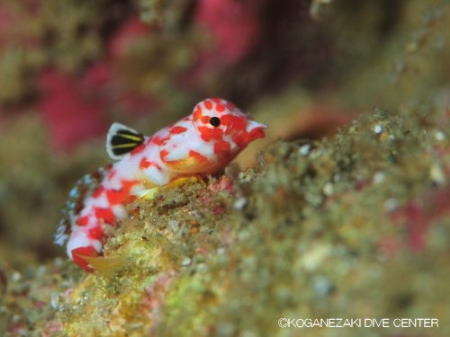 Juvenile moyer’s dragonet