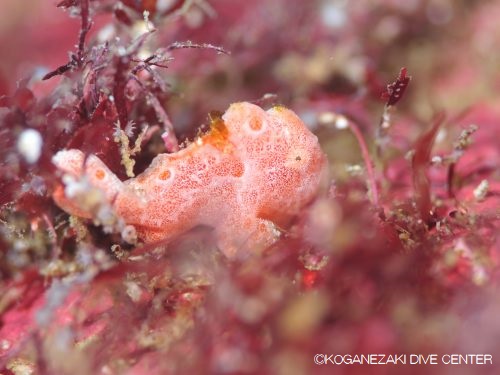 Juvenile commerson's frogfish