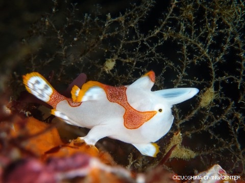 Adorable warty frogfish in the northern dive site