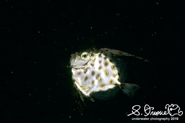  Juvenile mirror dory