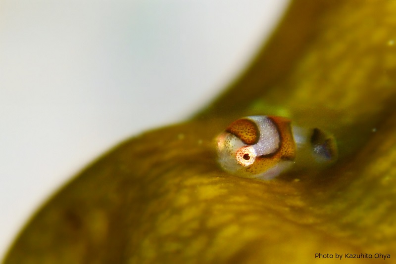 Adorable juvenile lumpfish