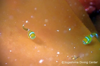 Juvenile lumpfish