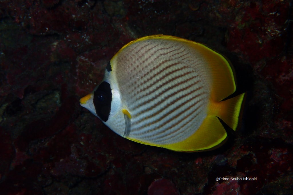 Panda butterflyfish