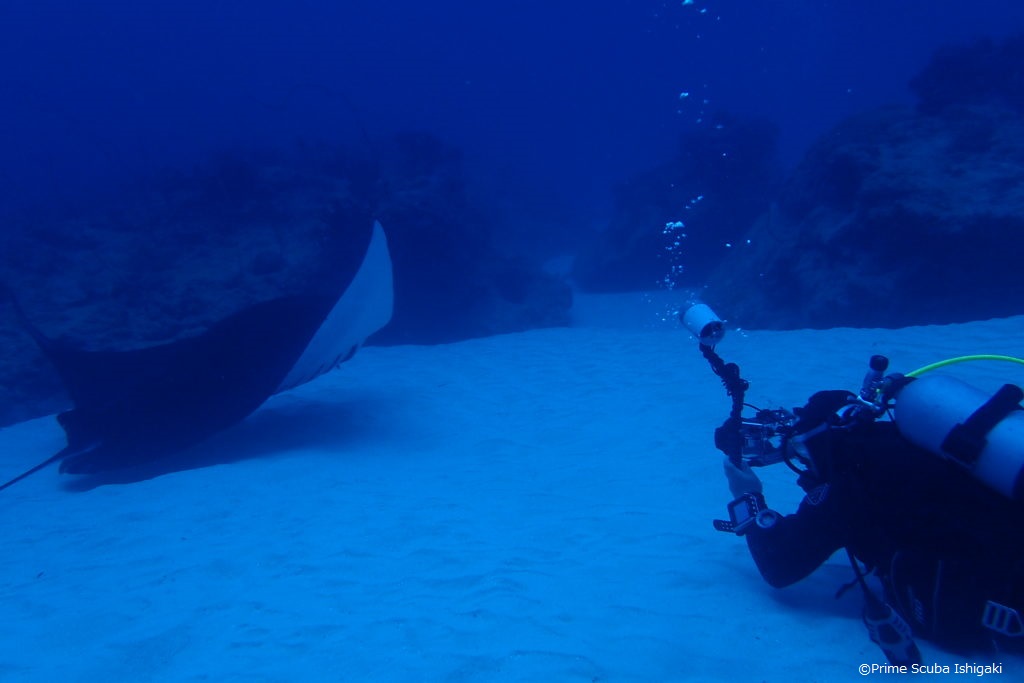 Manta ray so close