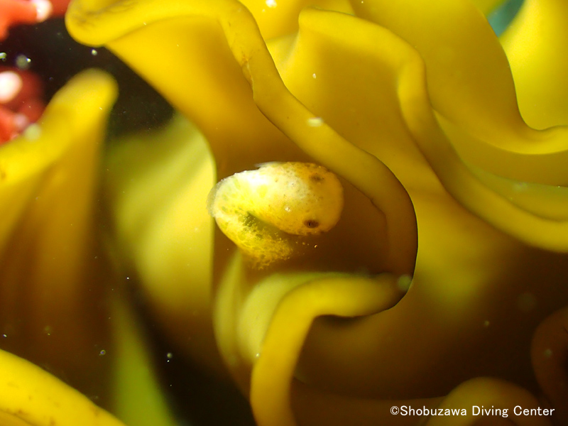 Juvenile Liparis punctulatus are appearing