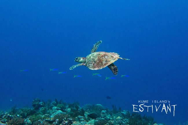 This is hawksbill sea turtle. 3 types of sea turtles (green sea turtle, red sea turtle, and hawksbill sea turtle) were all seen on the same day!