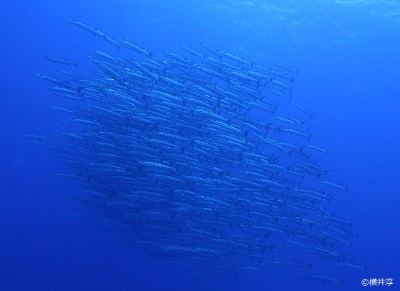 School of barracuda at 