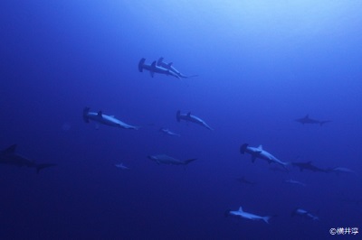 Hammerhead shark encounter!