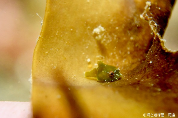 Many lumpfish are also appearing