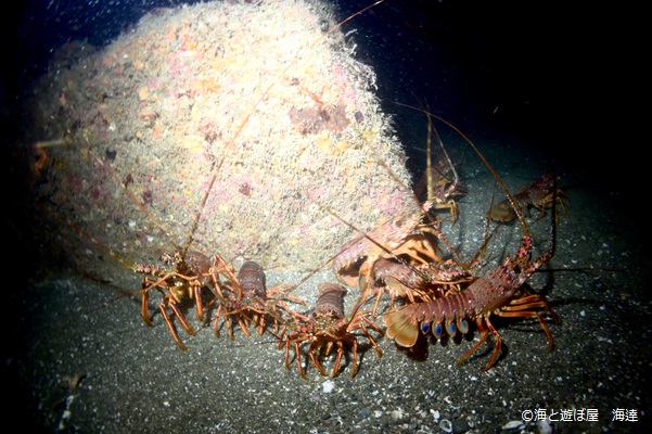 Japanese spiny lobsters 