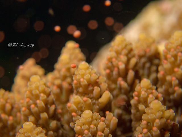 Pink eggs of the coral