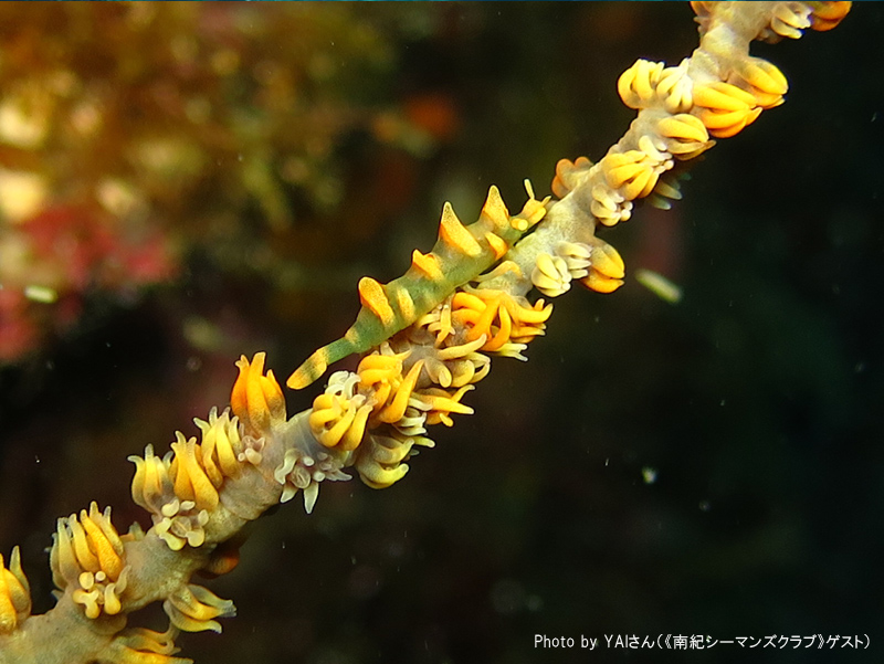 Gorgonian pandalid shrimp is also rare in Kushimoto