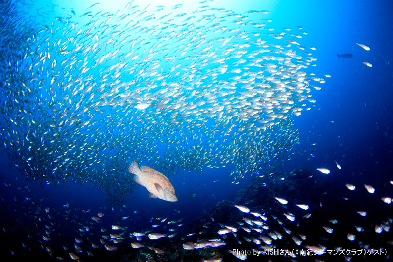 Kushimoto is famous for this underwater scenery