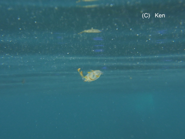 Juvenile bigfin reef squid