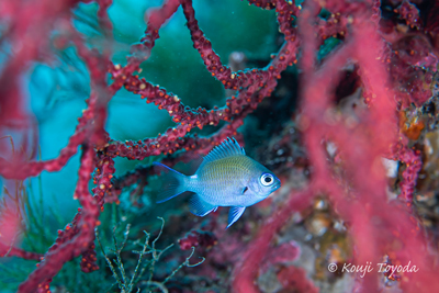 Juvenile stout chromis