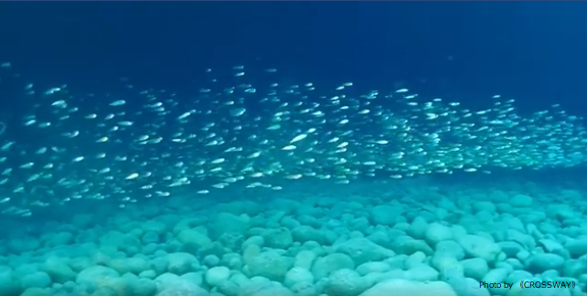 School of horse mackerel