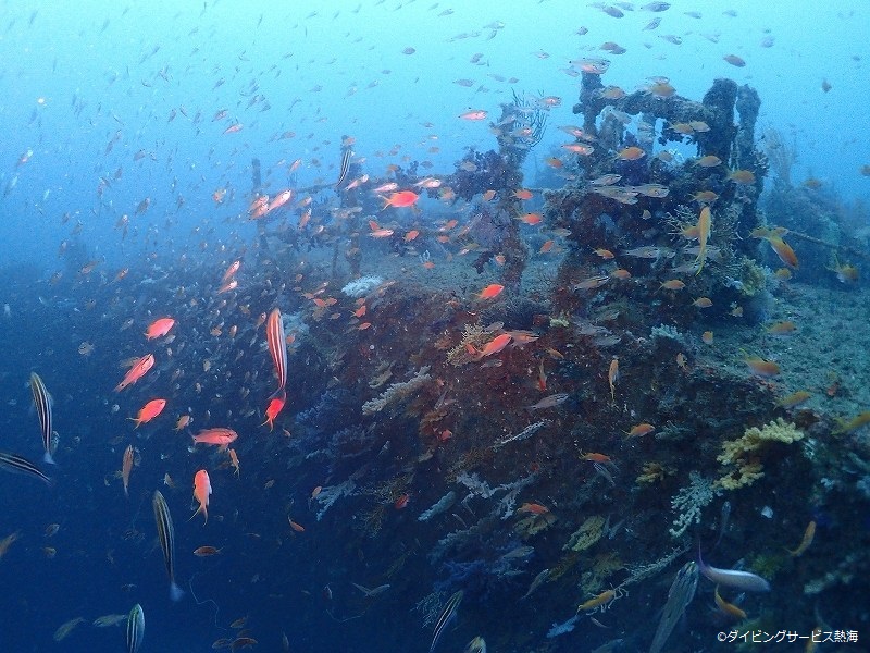 Wreck covered by fish!