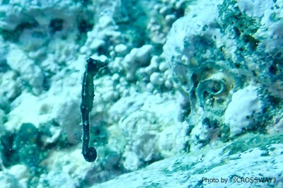 Japanese seahorse