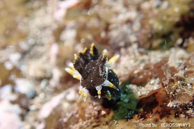 Hedgpeth's dorid