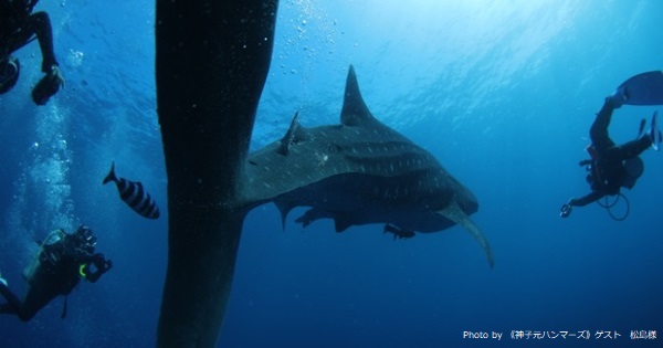 Whale Shark Encounter In Mikomoto Island News Topics Marine Diving Web